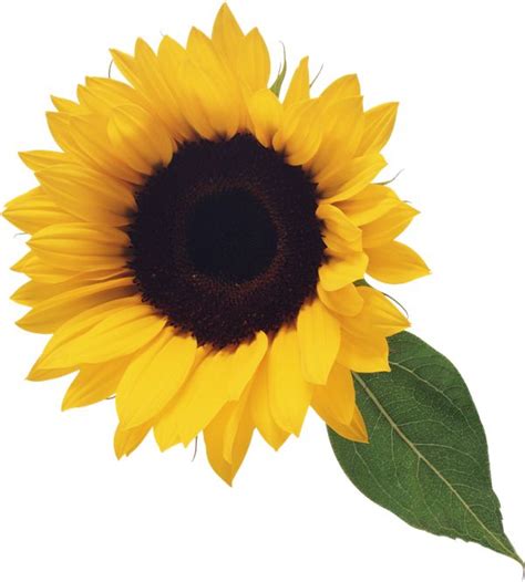 Sunflower with Leaf Clipart | Картинки подсолнечника, Подсолнухи ...