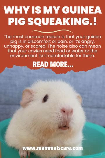 Why is My Guinea Pig Squeaking: Happy or Unhappy - Mammals Care