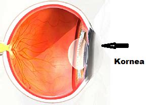 Fungsi Kornea Mata - MazMuiz