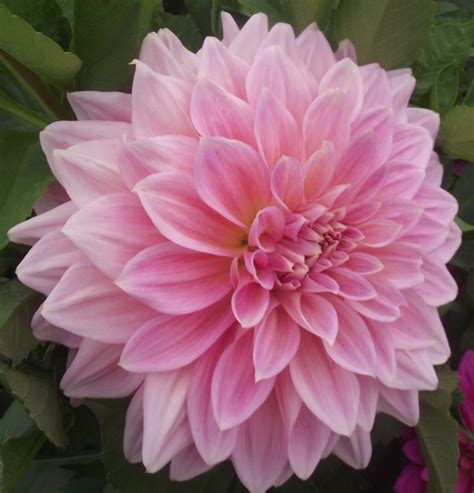 dahlia species | Dahlia 'Kidd's Climax' | Dahlia Types | Pinterest ...