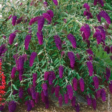 Buddleja davidii Nanho Purple (Liliac de vară) de vânzare | Copacei.ro ...