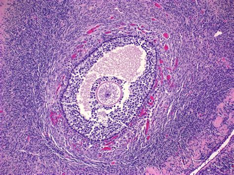 Graafian Follicle Histology Labeled