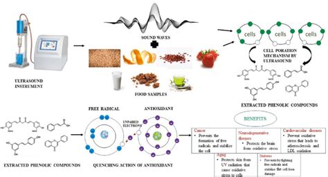 Extraction of bioactive compounds using ultrasound-assisted extraction ...