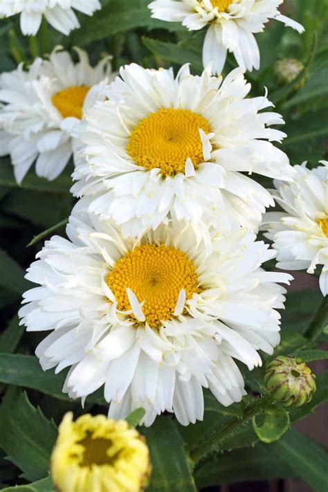 How to Plant and Grow Shasta Daisies | Gardener’s Path