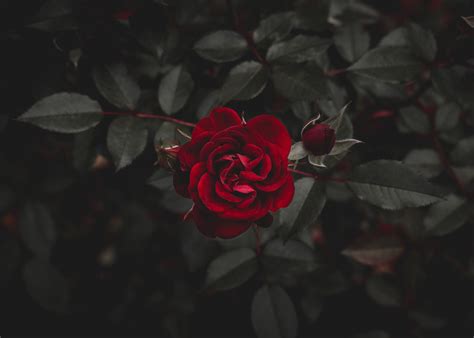 Red rose, Rose, Red, Flower HD wallpaper | Wallpaper Flare