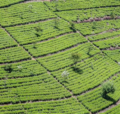 Green Tea Plantation in Sri Lanka Stock Image - Image of farming, eliya ...