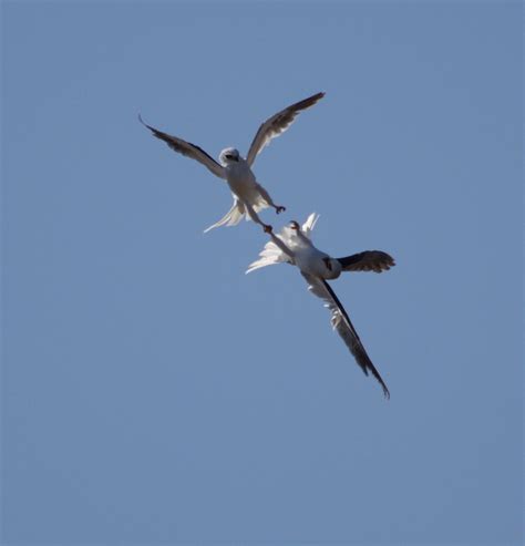 White-tailed Kite | San Diego Bird Spot