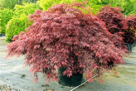 Acer palmatum 'Red Dragon' Japanese Maple | Conifer Kingdom