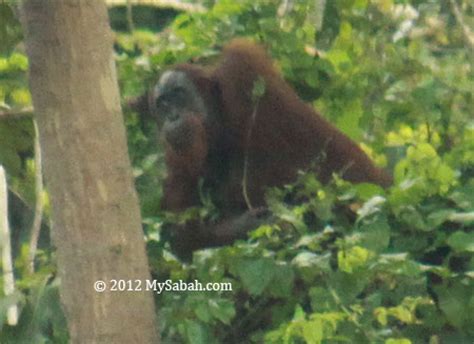 Orangutan making nest - MySabah.com