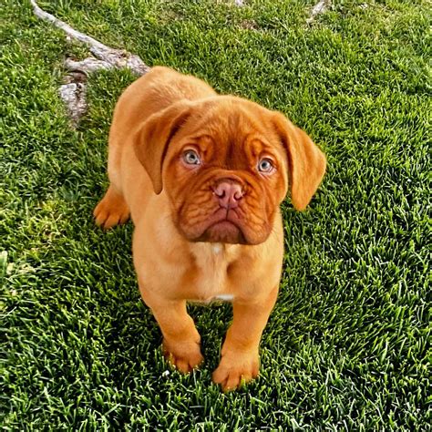 Dogue De Bordeaux Puppies For Sale