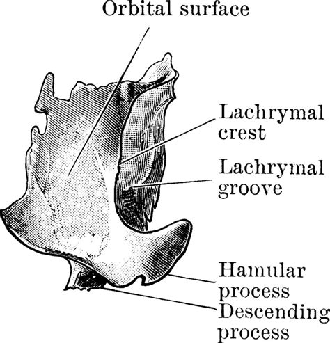 hueso lagrimal, ilustración vintage. 13596033 Vector en Vecteezy