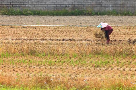 December is the best time for harvest and plant new rice | Flickr