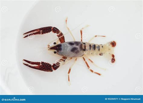 Australian Red Claw Crayfish On Isolated Background Stock Photo | CartoonDealer.com #92563398