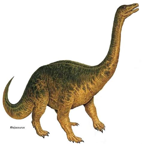 Riojasaurus - Alchetron, The Free Social Encyclopedia