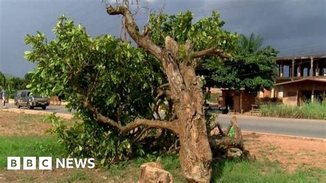 Komfo Anokye kola tree: Man denies chopping down 300-year-old tree in Ghana