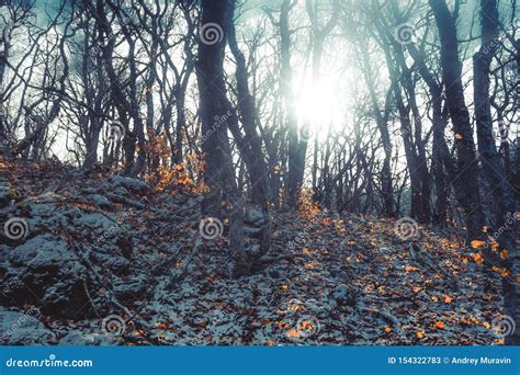 Gloomy Forest stock image. Image of scary, autumn, landscape - 154322783