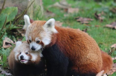 Belfast Zoo's first baby red panda in 18 years is adorable! | Zooborns | Earth Touch News