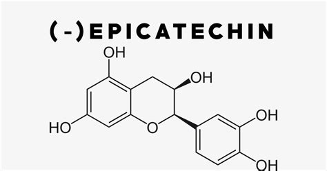 Epicatechin: Uses, Side Effects, Interactions, Dosage and Supplements