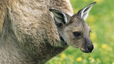 🔥 [42+] Baby Kangaroo Wallpapers | WallpaperSafari