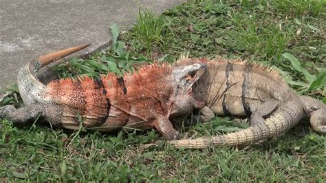 Two male Ctenosaura similis fighting (Spiny-tailed Iguana - Garrobo o ...