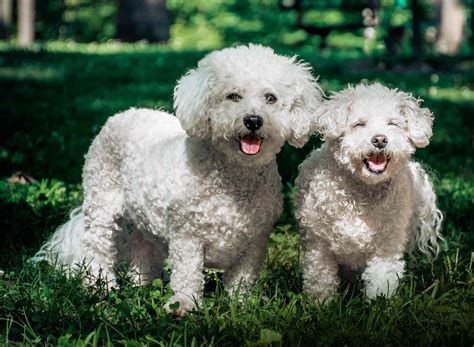 20 Hypoallergenic Dogs That Don't Shed Much