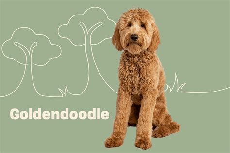 Goldendoodle Calendar 2023 Brown Trout Animal Den | lupon.gov.ph