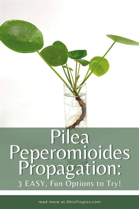 Pilea Peperomioides Propagation: 3 EASY, Fun Options to Try! | Chinese ...