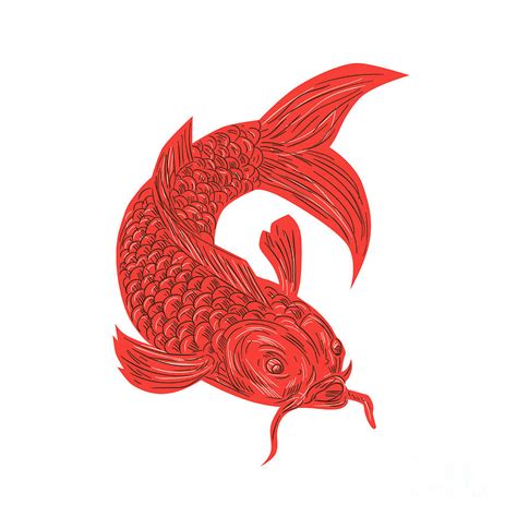 Red Koi Nishikigoi Carp Fish Drawing Digital Art by Aloysius Patrimonio ...