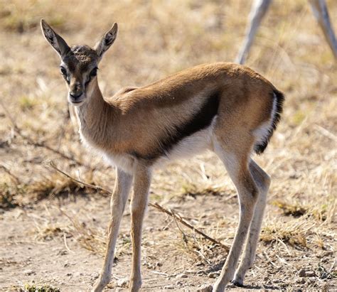 Thomson's gazelle (baby) | Gordon Graham | Flickr