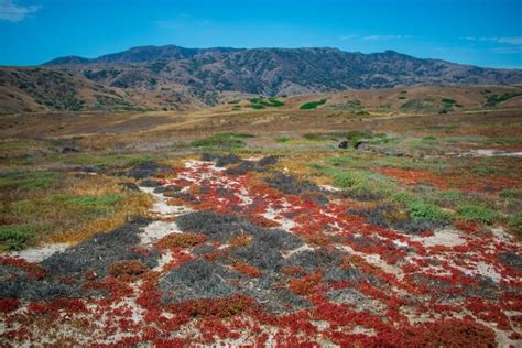 Hiking in Channel Islands National Park: Trails, Tips, & More