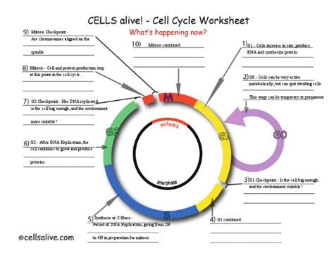 Mitiosis Internet Lesson Key | PDF | Mitosis | Cell Cycle - Worksheets ...