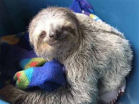 costa rica sloths – The Costa Rican Times