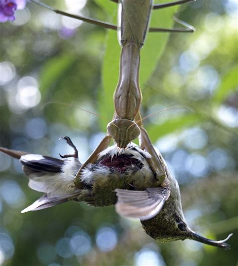 Praying Mantis eating a hummingbird : r/HardcoreNature