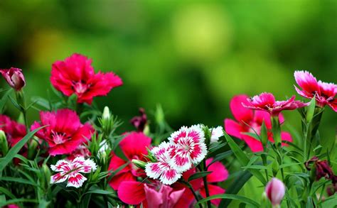 Pictures Of Flowers For Desktop Backgrounds - Wallpaper Cave
