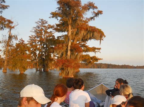 Louisiana Swamp Tours: Best Swamp Tour In Louisiana