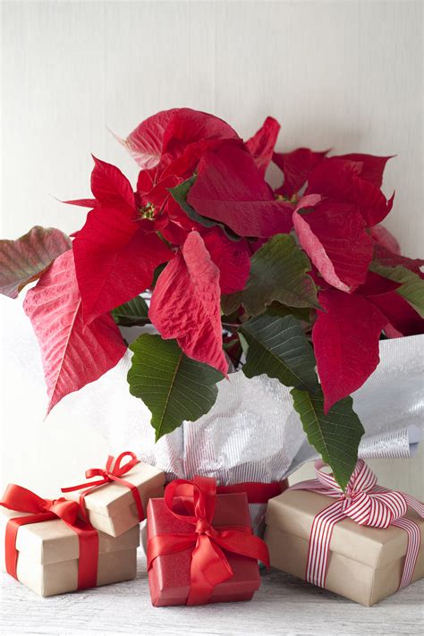 11 Best Christmas Plants - Winter Flowers and Plants for the Holidays