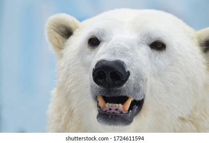 Polar Bear Shows Teeth Stock Photo 1724611594 | Shutterstock