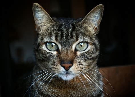 Tabby Cats' History, Origin, Folklore, and Markings