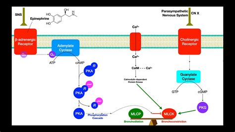 How Do Leukotrienes Cause Bronchoconstriction? Top 8 Best Answers - Chiangmaiplaces.net