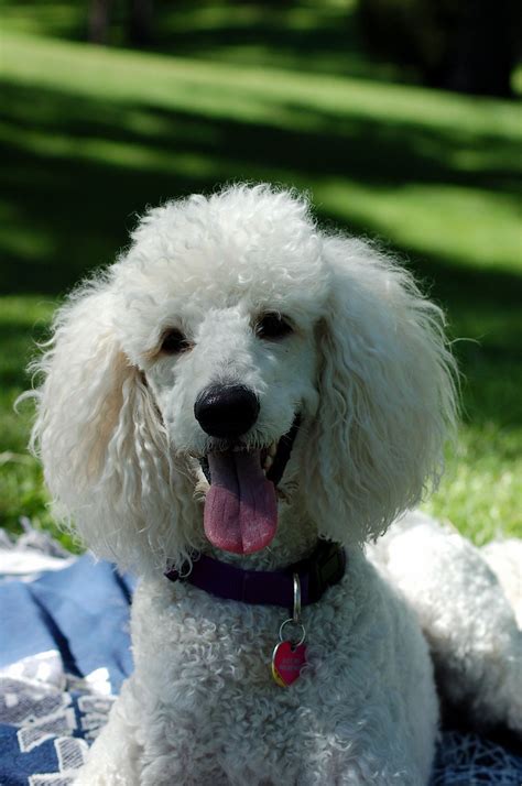 Pin by Cynthia Julian on Poodles | Poodle dog, Poodle haircut, Standard ...