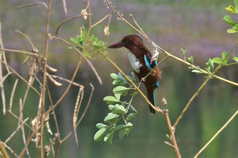 Kingfisher Bird Beak - Free photo on Pixabay - Pixabay