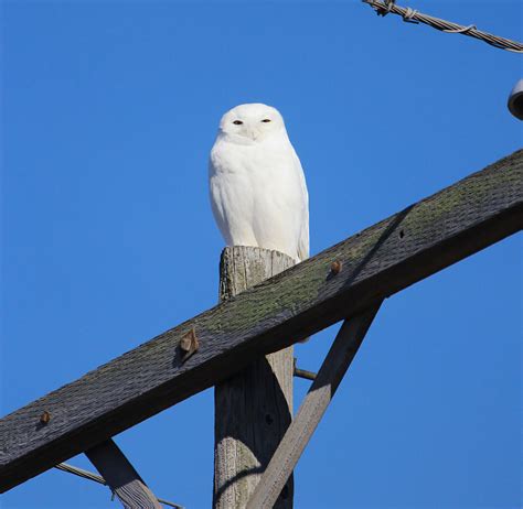 Northern Michigan Snowy Owl Photograph by Shayla Heiller