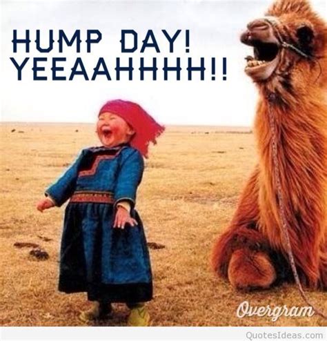 Funny happy hump day sayings pictures and cartoons