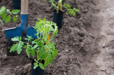 Tomato Seedlings in Containers on Soil are Prepared To Be Transplanted into Ground in Greenhouse ...