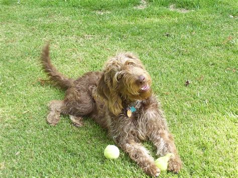 Weimardoodle (Weimaraner Poodle Mix) Info, Temperament, Training, Puppies, Pictures