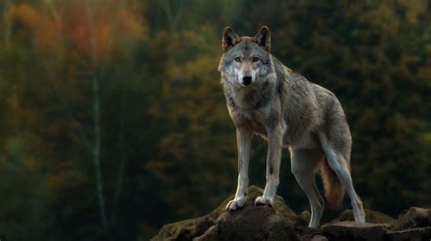 Lone Wolf HD Wallpapers - Top Free Lone Wolf HD Backgrounds ...