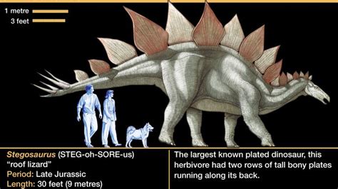 Stegosaurus | Beskrivning, storlek, plattor och fakta | Creative Saplings