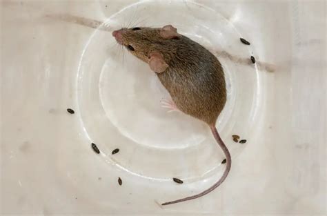 What Does Mouse Droppings Look Like? • Pest Information and Prevention Tips | PestNile