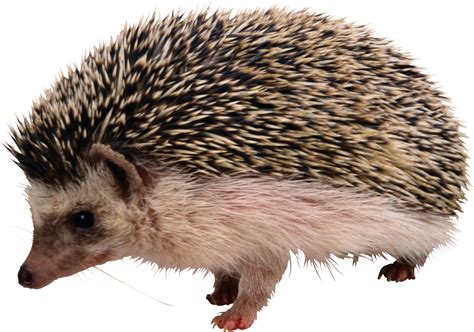 Hedgehog PNG images free download