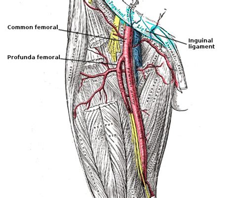 [Figure, Femoral artery anatomy Image courtesy S Bhimji] - StatPearls ...